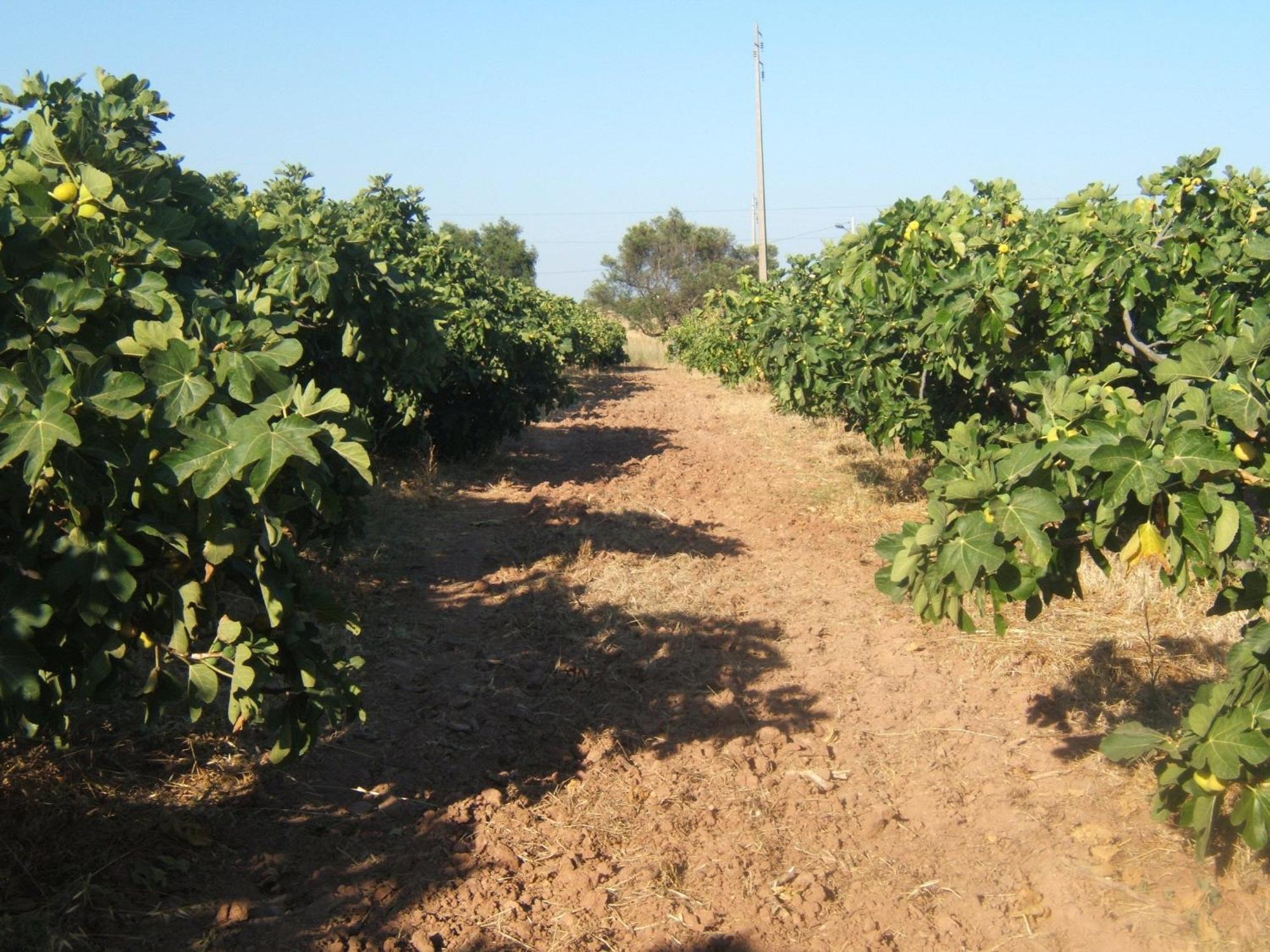 فيلا Quinta Da Fornalha - Santuario Agroecologico كاسترو ماريم المظهر الخارجي الصورة